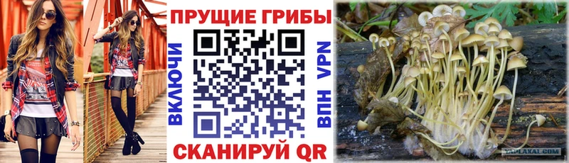 Псилоцибиновые грибы Magic Shrooms  купить закладку  Железноводск 